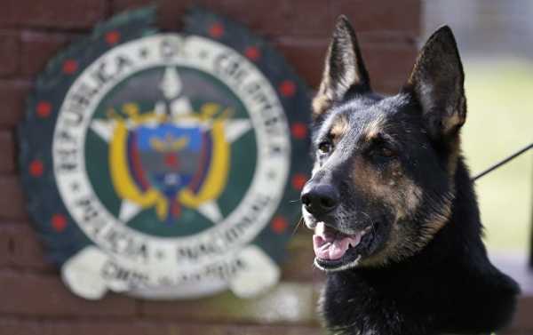 Good Girl: Colombia Cartel Puts $70K Bounty on Drug-Sniffing Police Dog (PHOTOS)