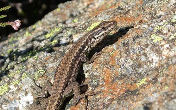West Used Lizards to Spy on Iran’s Nuclear Program – Military Official