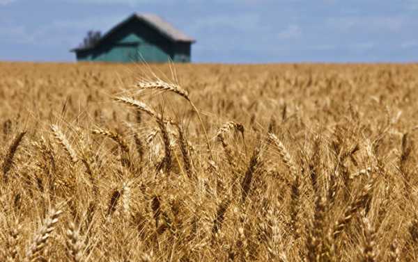 Chinese Authorities Lift Ban on Imports of Wheat From Six Russian Regions