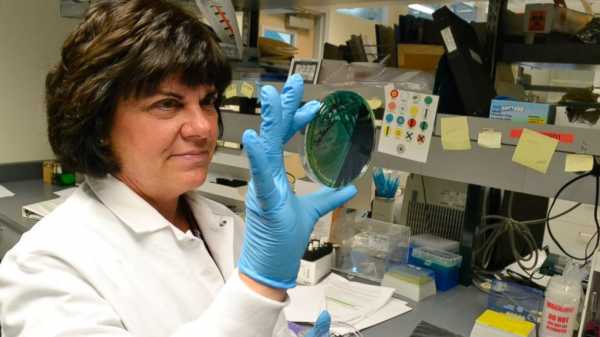 Genetic sleuthing bolsters food poisoning searches
