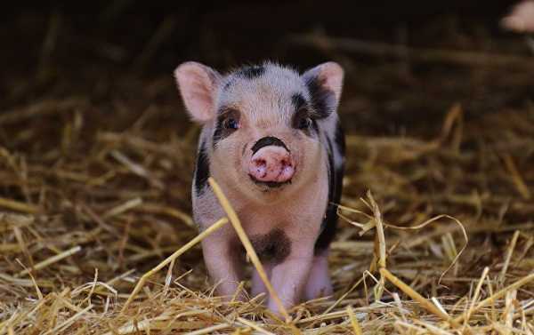 Chinese Scientists Create Pig Model of Huntington's Disease