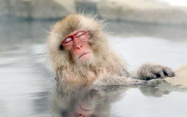 Scientists Discover Why Macaque Monkeys in Japan Constantly Bathe in Hot Springs