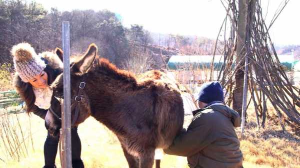 Donkey’s milk and snail mucus: How popular South Korean skincare products are made