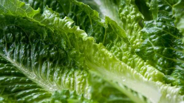 35 reported cases of E. coli linked to romaine lettuce: CDC