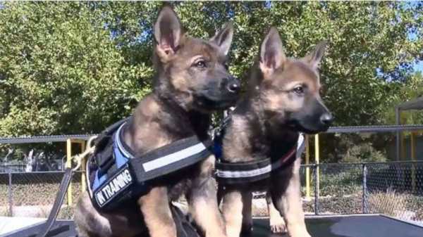 Adorable police pups train to fight crime