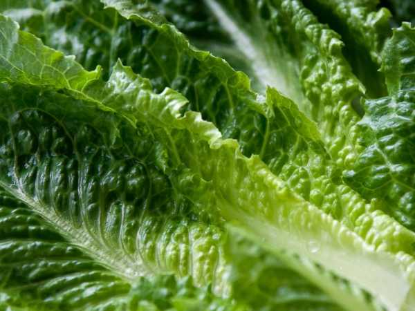 53 reported cases of E. coli linked to romaine lettuce: CDC