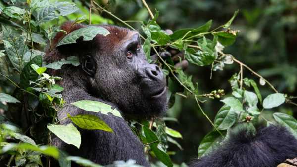 Scientists find lots of gorillas in census, also see decline