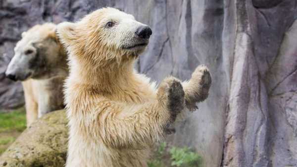 Adorable polar bear makes her debut at zoo