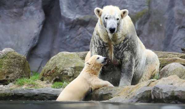 Adorable polar bear makes her debut at zoo