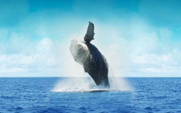 Mt Gox Ghost: Tokyo Bitcoin 'Whale' Reportedly Preparing for New $170 Mn Move