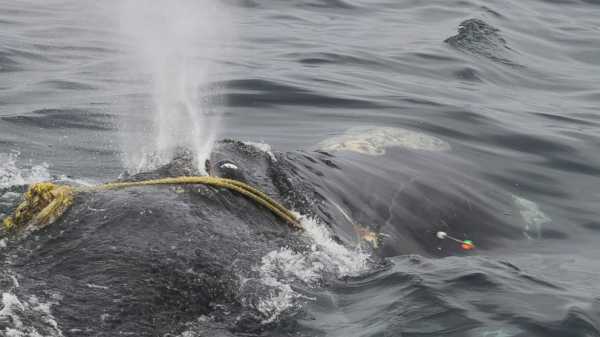 Researchers to keep working to free whale from fishing line