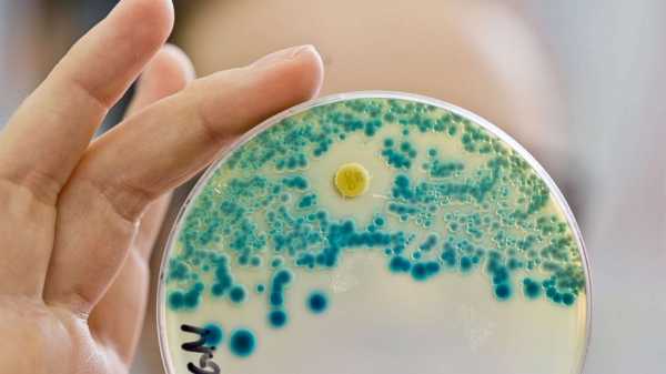 CDC focused on finding 'nightmare bacteria': Report