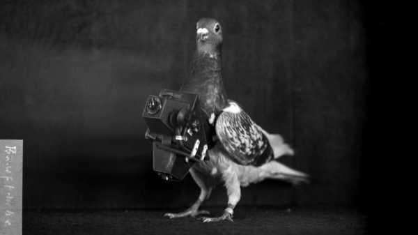 The Turn-of-the-Century Pigeons That Photographed Earth from Above | 