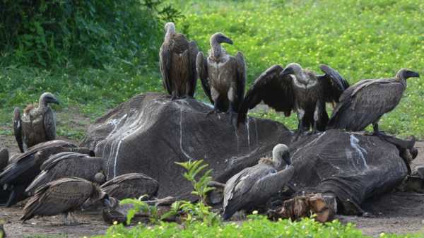 A new concern for African vultures: bullet lead in carrion