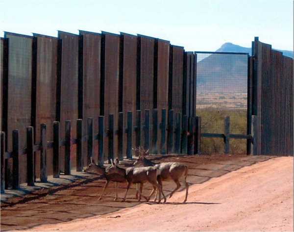 How Trump’s border wall could impact the environment