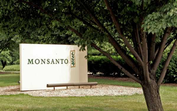 No Relief for Monsanto Fighting Legal Battle for GM Cotton Patent in India