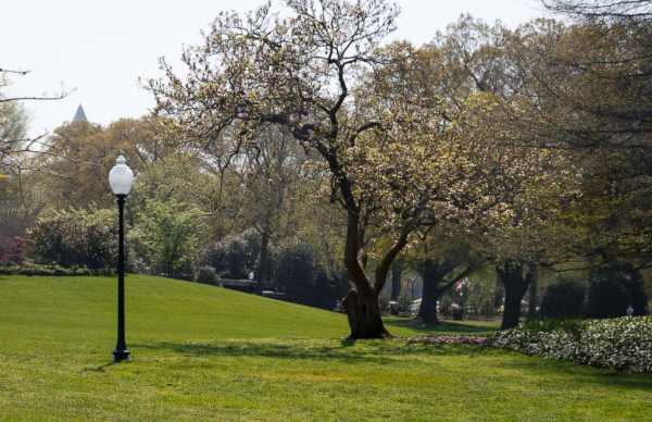 Mystery solved: Why French tree temporarily removed from White House grounds