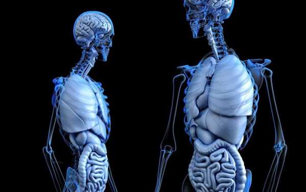 Russian Scientists Reveal Prospects of Human Organs' Full Restoration