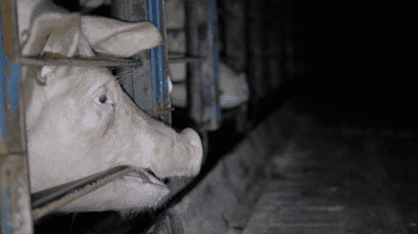 America’s largest pork producer pledged to make its meat more humane. An investigation says it didn’t.