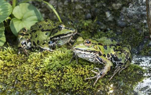 Amphibian Species Disappearing in Asia Likely Due to Korean War - Research
