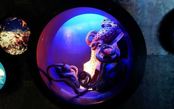 Are Octopuses Actually Space Aliens? Scientists Reveal Provocative Theory
