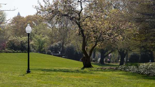 Mystery solved: Why French tree temporarily removed from White House grounds