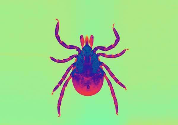 The incredibly frustrating reason there’s no Lyme disease vaccine