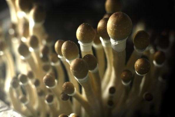 Why psychedelic drugs could transform how we treat depression and mental illness