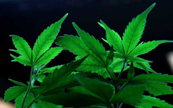 Oklahoma voted to legalize medical marijuana