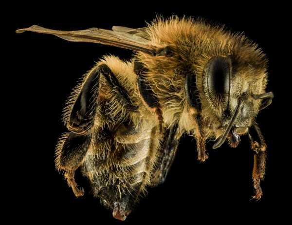 Study: honey bees understand nothing
