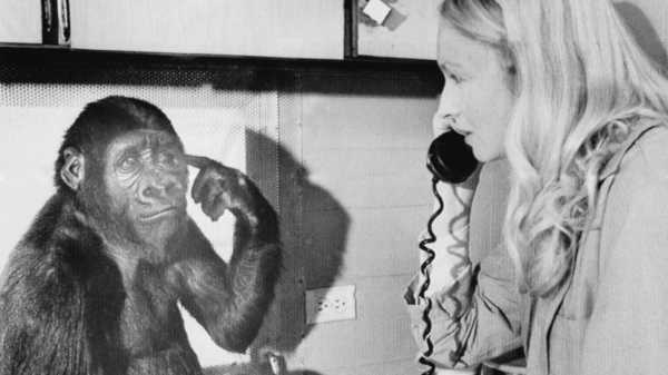 Remembering Koko, a Gorilla We Loved | 