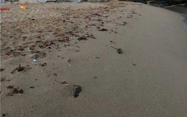 Last EEK of Summer! WATCH Dozens of Dead Rodents Wash up on Barcelona Beaches