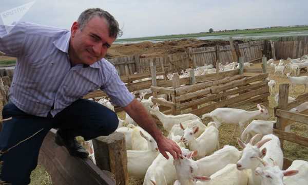 Goats vs Sanctions: Meet Russian Farmer Whose Herd Thrives Due to Restrictions