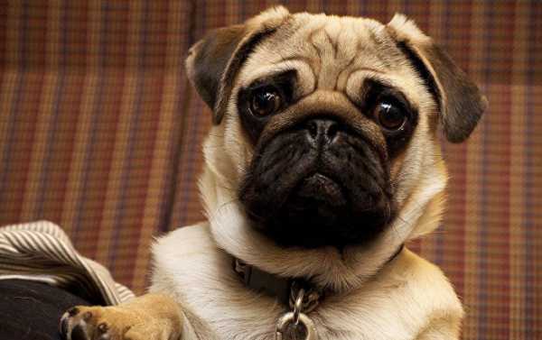 A Man's Best Friend: Dogs Being Trained to Sniff Out Cancer in UK Patients