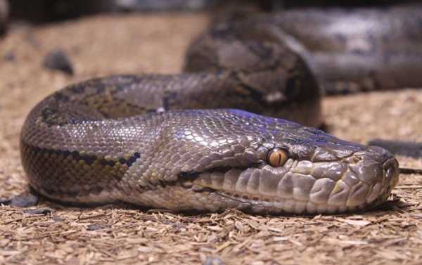 WATCH Pastor Being Bitten by Deadly Snake During Church Ritual