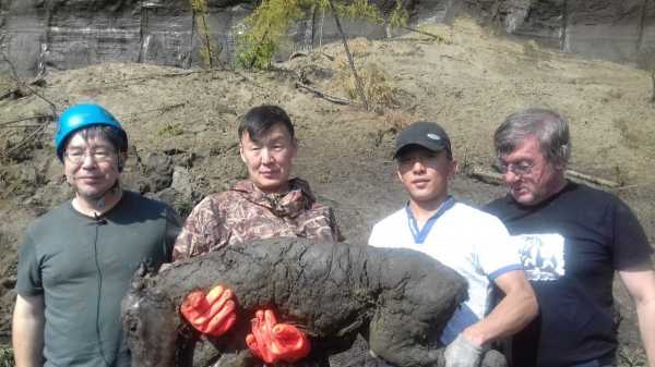 Scientists Find Amazingly Preserved 40,000-YO Baby Horse in Siberian Permafrost