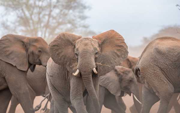 Poachers Left 87 Dead Elephants Stripped of Tusks in Botswana