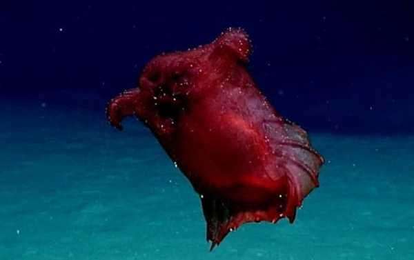 Majestic Deep-Sea 'Headless Chicken Monster' Spotted in Southern Ocean (VIDEO)