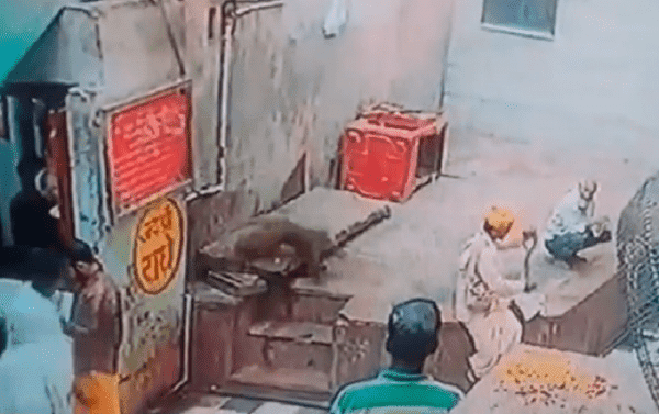WATCH: Mischievous Monkey Snatches Cobra From Indian Snake Charmer