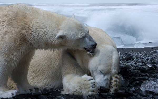 Caught in the Act: Norwegian Man Jailed for Scaring Mating Polar Bears