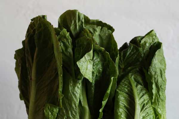 Don’t eat romaine lettuce. If you have any, throw it away.