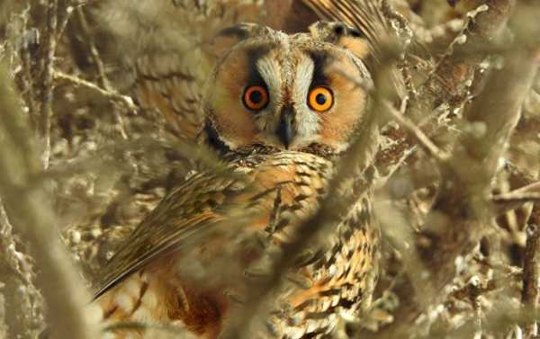 Bizarre: Indian Politicians Reportedly Sacrificing Owls to Win Elections