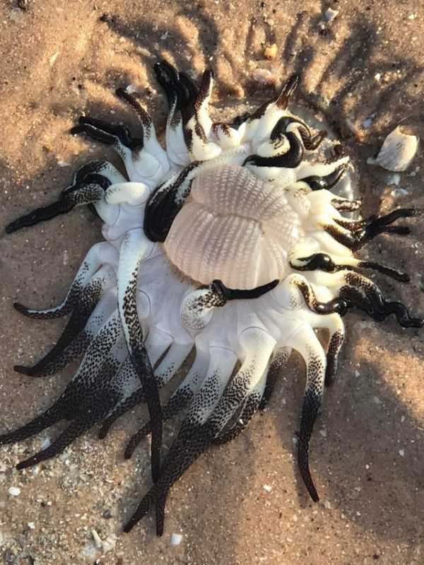 Netizens Puzzled by Mysterious Creature That Washed Ashore in Australia (PHOTO)