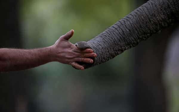 Walls Come Down: Indian Court Rules Against Forest Barrier Obstructing Elephants