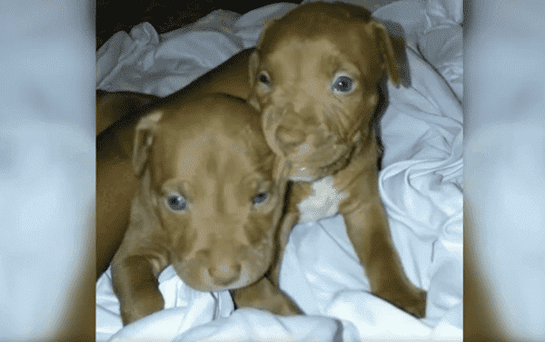 US Police Hunt ‘Armed & Dangerous’ Suspect After Two Puppies Stolen