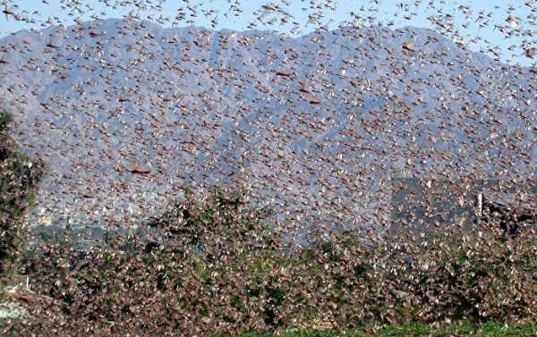 Biblical Prophecy in Action? Egypt Braces for Imminent Plague of Locusts