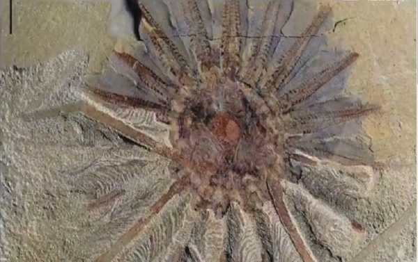 Scientists Discover 520-Million-Year-Old Creature With 18 Tentacles in China