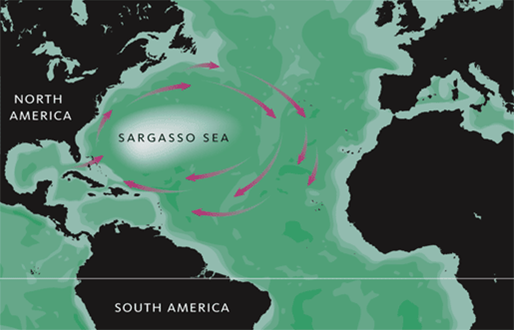 Scientists found a seaweed patch stretching from the Gulf of Mexico to Africa