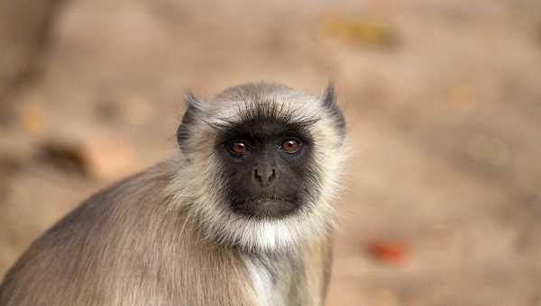 First Ever Human-Monkey Chimera Created by Spanish Scientist – Report