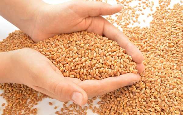 Pakistan Approves Import of 300,000 Tonnes of Wheat to Curb Flour Deficit Crisis